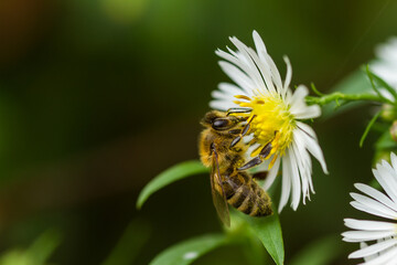 Honigbiene (Apis mellifera)  Ende Oktober im Naturschutzgebiet Niedermoorwiesen ,  in Berlin