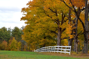 Fototapeta na wymiar Autumn Trees 