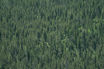Endless amount of pine trees, in Grand Teton National Park, useful for backgrounds