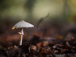 Mushroom