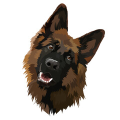 German shepherd, vector ilustration. Portrait, dog head.