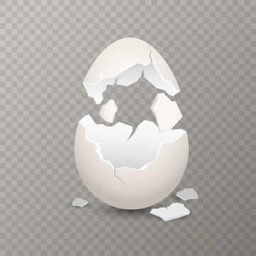 Broken egg. Chicken cracked eggshell. Opened white egg with broken shell, farm bird incubator, culinary cooking nutrition ingredient, vector realistic isolated illustration on transparent background