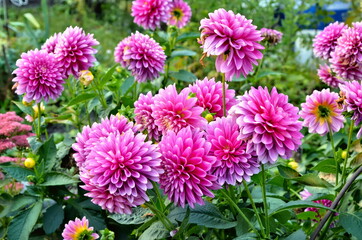 Lots of pink dahlia flowers. Beautiful garden flowers. Perennial plants bloom in summer. © Юлиана Копьева