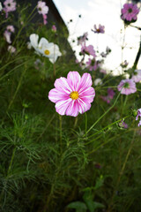 Fototapeta premium Little purple cosmea in the park Nova Sofiyivka
