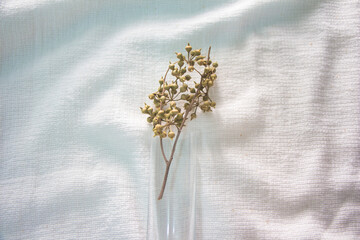 Eucalyptus globulus Labill on a fabric