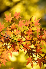 多聞院（埼玉県）の紅葉