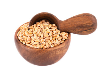 Wheat grains in wooden bowl and spoon, isolated on white background. Processed organic dry wheat seeds.