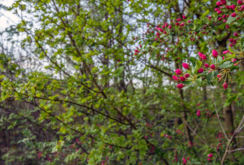 Closeup of a red budding apple tree in springtime