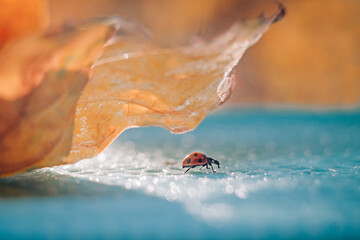 ladybug is crawling on shiny blue surface among autumn leaves 