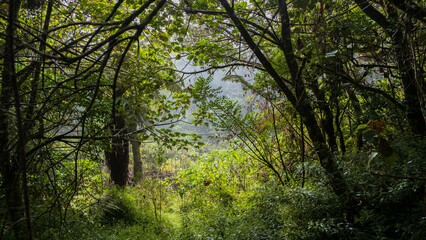 lush i n the jungle