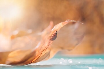 Ladybug on orange leaf in sun lights