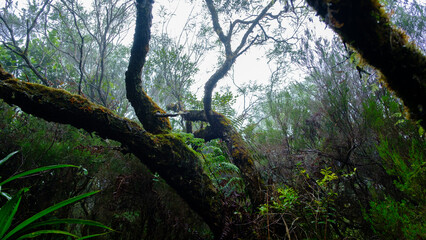 Fototapeta premium lush i n the jungle