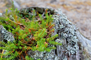 Waterbush on an old stump overgrown with lichen