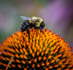 Bumble Bee sitting at the top of a bright orange flower