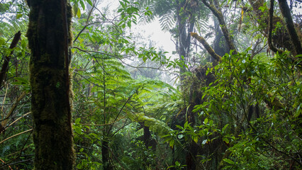 lush i n the jungle
