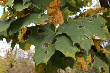 Maple leaves infected with Rhytisma acerinum fungus. Black tar-like spots caused by tar spot disease. Close-up of symptomatic foliage in autumn © Maciej Bonk