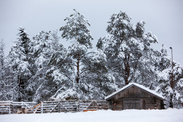 Winter landscape in Lapland on an agricultural farm with snow-covered trees