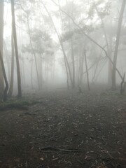 fog in the Guna Cave Kodaikanal
