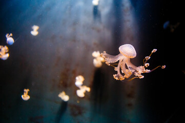 Dangerous and beautiful jellyfish on the high seas