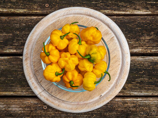 Hot Chili collection after harvesting from plant in fresh condition