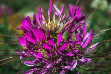 Cleome flower commonly known as spider flowers, spider plants, spider weeds.