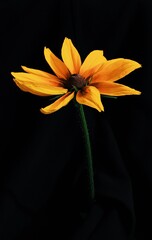 orange flower on black