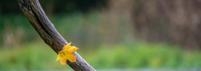 Autumn leaf on a tree branch at rainy weather