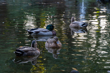 池で泳ぐ鴨たち