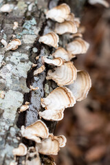 White mushrooms on textured bark of a log with brown leaf bokeh background ~WOODLAND~