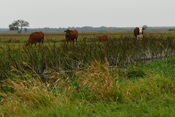 krowy na Podlasiu © Adam