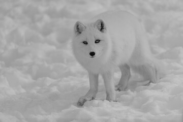 Arctic Fox in the snow