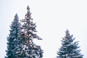  Frozen winter forest with snow covered trees.