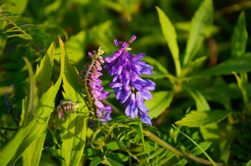 Purple flower vetch (Vicia cracca) on meadow
