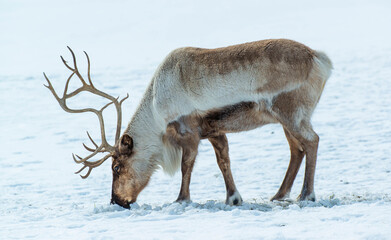 Reindeer in the snow