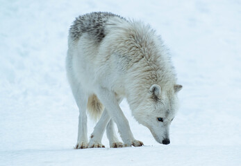 Naklejka premium Arctic wolf in the snow
