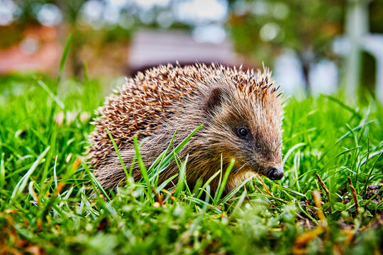 Igel im Garten