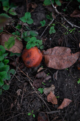 Rotten apple that fell from a tree and lies on the ground. Natural fertiliser.