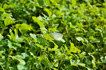 Lots of fresh herbs. A white butterfly sits in the bright grass. Summer photography of insects.
