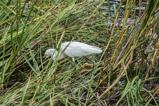 Pacific Reef Heron