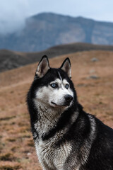 A beautiful dog of the Siberian Husky breed stands high in the mountains in autumn. Free life concept