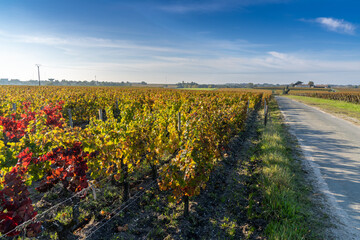 Fototapeta na wymiar beautiful fall colors in the vineyards in Gironde near Bordeaux
