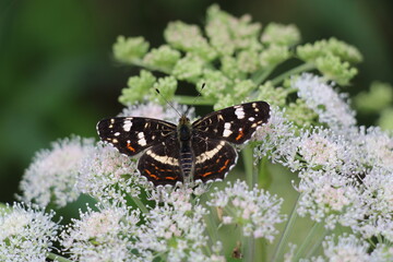 Nordpfad Wanderung im Landkreis Rotenburg (Wümme), Landkärtchen Sommerform (Araschnia levana f. prorsa)

Nordpfad Hiking in the district of Rotenburg, Map (butterfly) (Araschnia levana), summer brood