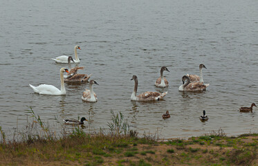 Fototapeta premium Gray Swans On The Pond In Autumn.