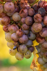 Herbstspaziergang in den Weinbergen bei Rück, Elsenfeld in Unterfranken . Die Blätter strahlen in wunderschönen Herbstfarben, braun, rot, gelb.