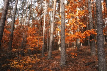 Autumn in the forest, October morning on a walk, colorful leaves