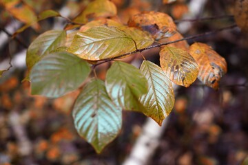 Autumn in the forest, October morning on a walk, colorful leaves