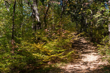 Autumn in Rodopi Mountain