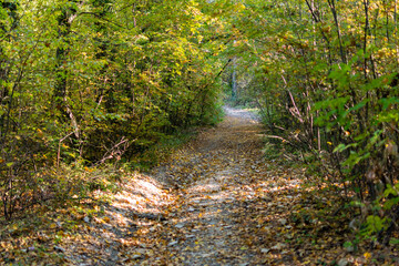 Autumn in Rodopi Mountain