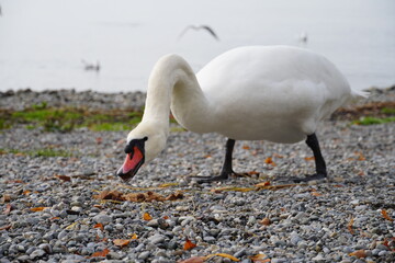 swan on the lake
