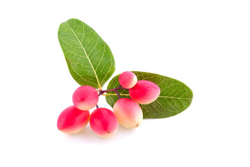 Bengal Currant on white background